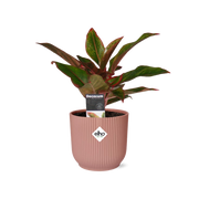 Aglaonema Crete in ELHO Vibes Fold 14cm roze