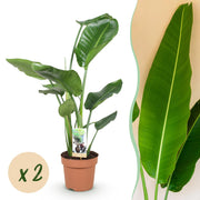 Stelitzia Nicolai - Paradijsvogelbloem - Weinig onderhoud - Groen - 2 Planten - Pot 17cm - Hoogte 70-90cm