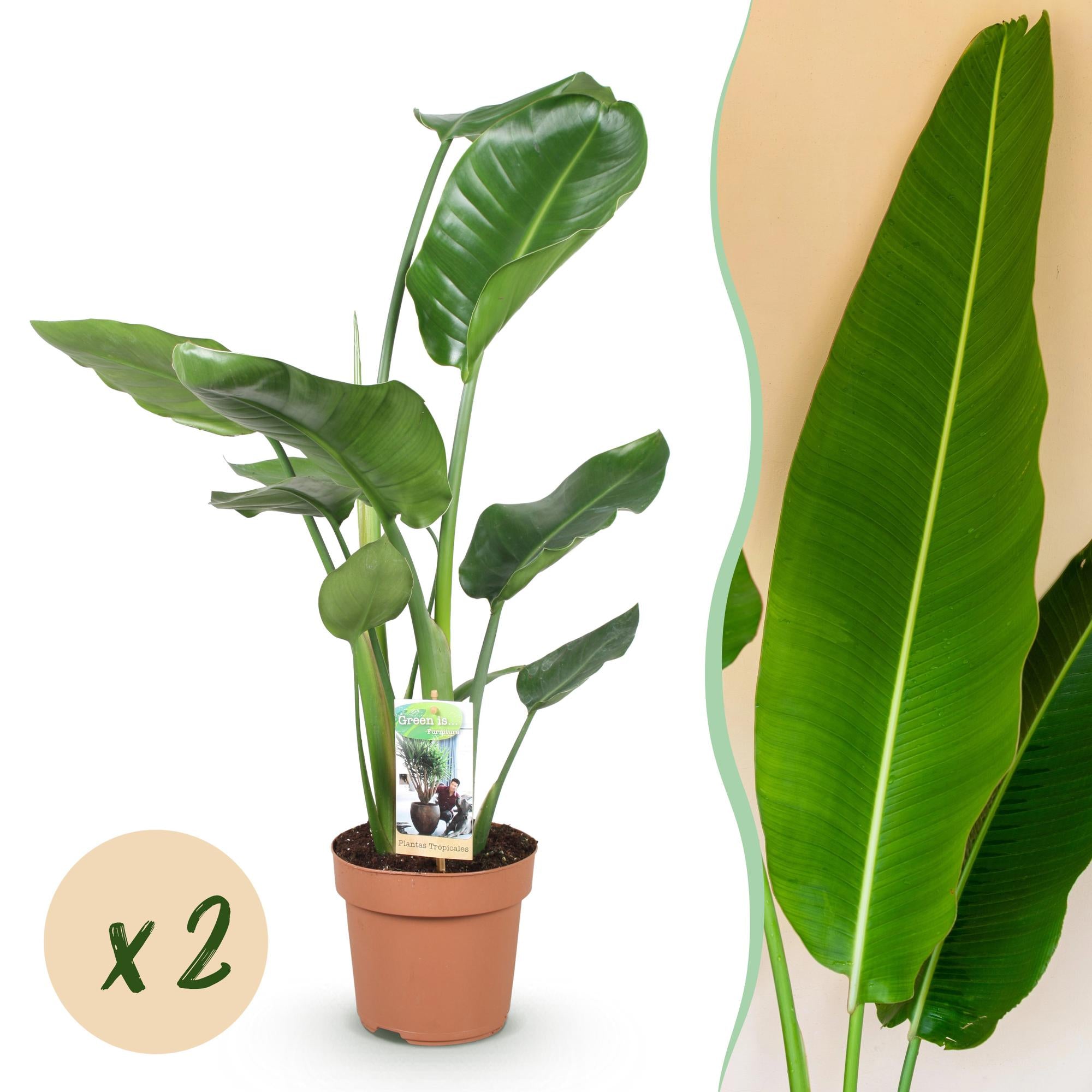 Stelitzia Nicolai - Paradijsvogelbloem - Weinig onderhoud - Groen - 2 Planten - Pot 17cm - Hoogte 70-90cm