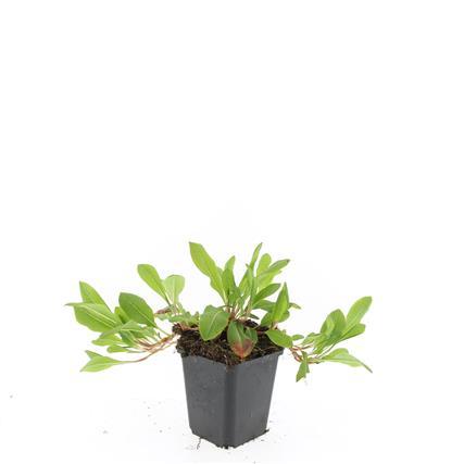 24x Persicaria aff. 'Darjeeling Red' - ↕10-25cm - Ø9cm