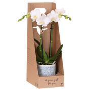 Kolibri Orchids | Witte Amabilis orchidee cadeauset - incl. giftbox, orchidee & sierpot - Ø9cm