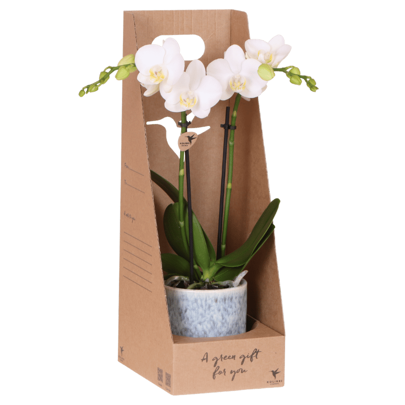 Kolibri Orchids | Witte Amabilis orchidee cadeauset - incl. giftbox, orchidee & sierpot - Ø9cm