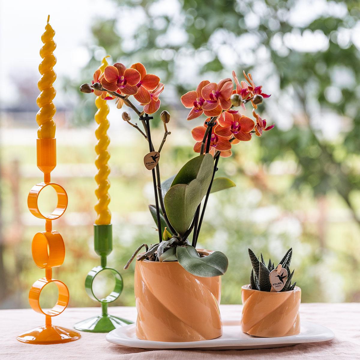 Kolibri Orchids | Gift set Optimism small peach | Green plant with orange Phalaenopsis orchid in candy decorative pots on white organic tray