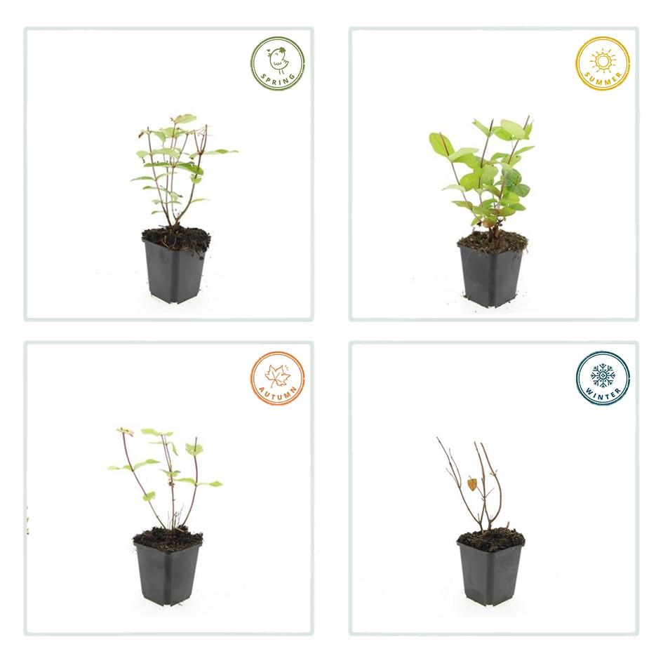6x Hypericum inodorum 'Bellezza' - ↕10-25cm - Ø9cm