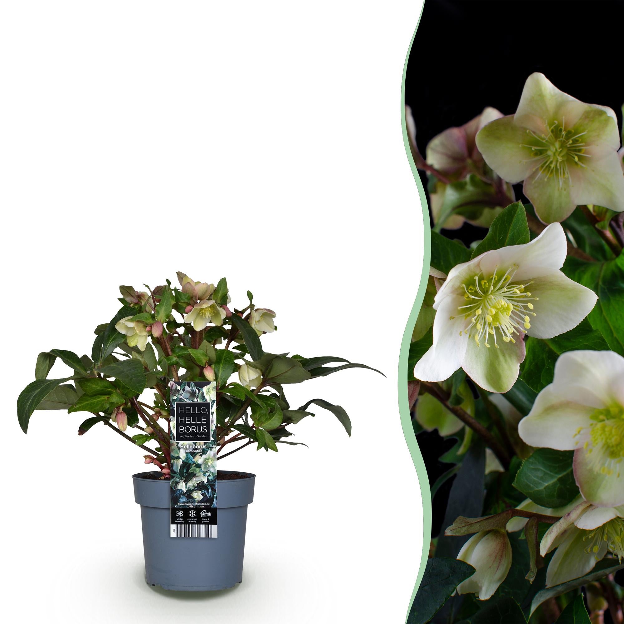 Lenten Rose - Helleborus Diamfire - Groene Bloem - Groenblijvend - Pot 19cm Hoogte 40cm