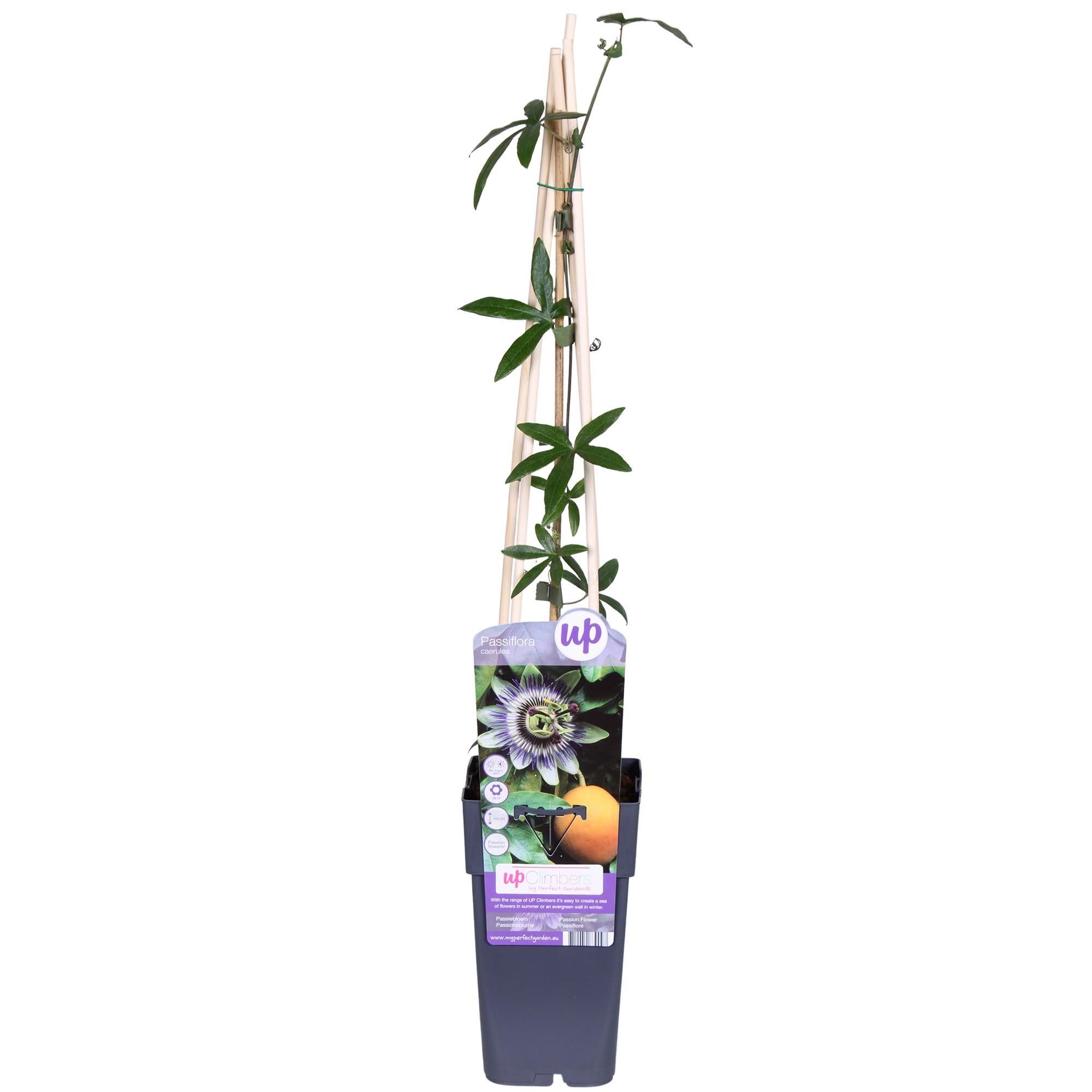 Passiflora Blu caerulea - Ø15cm - ↕65cm