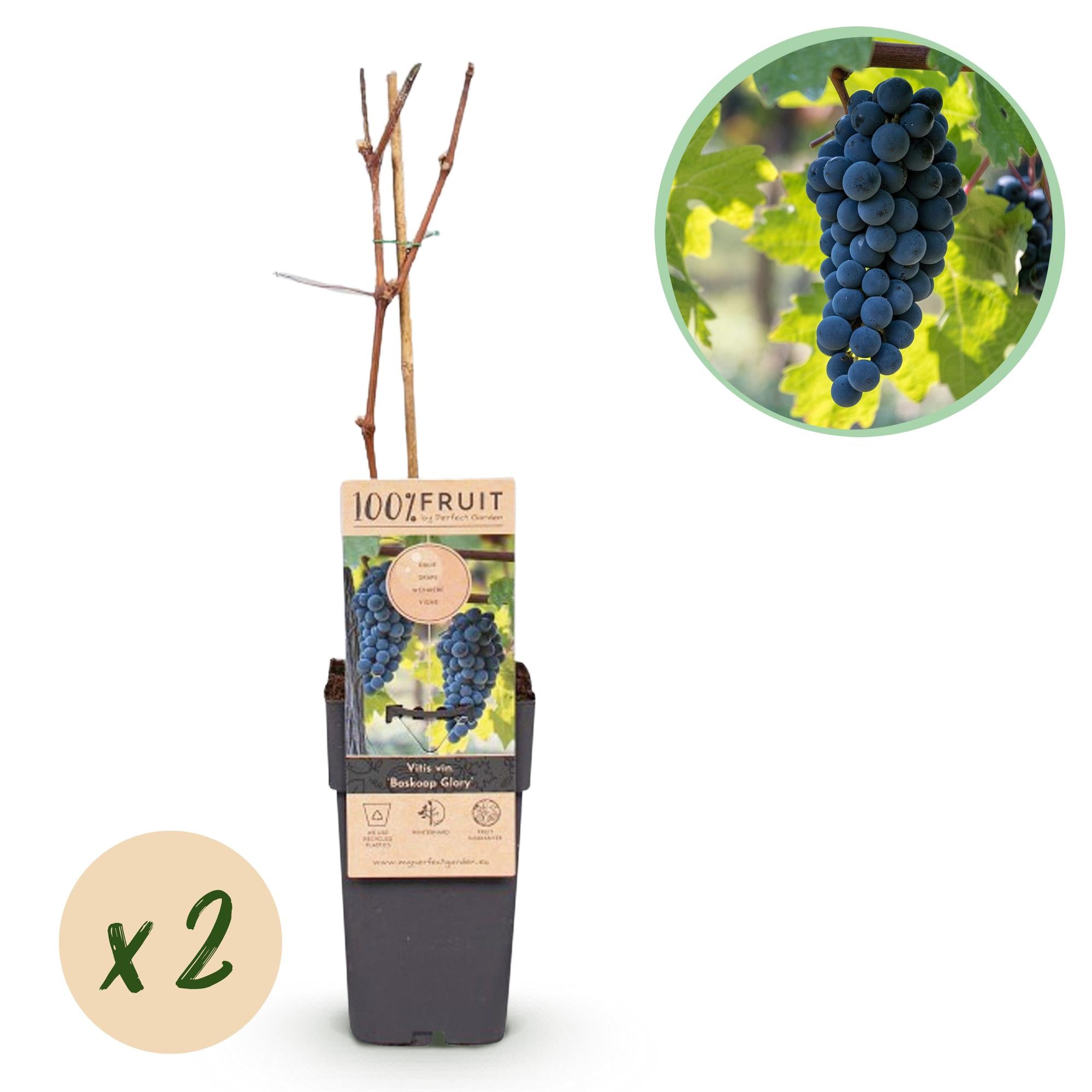Green boutiQ - Pianta da frutto - Uva blu - Vitis vinifera Boskoop Glory - 2 piante - Vaso 15 cm Altezza 50 cm