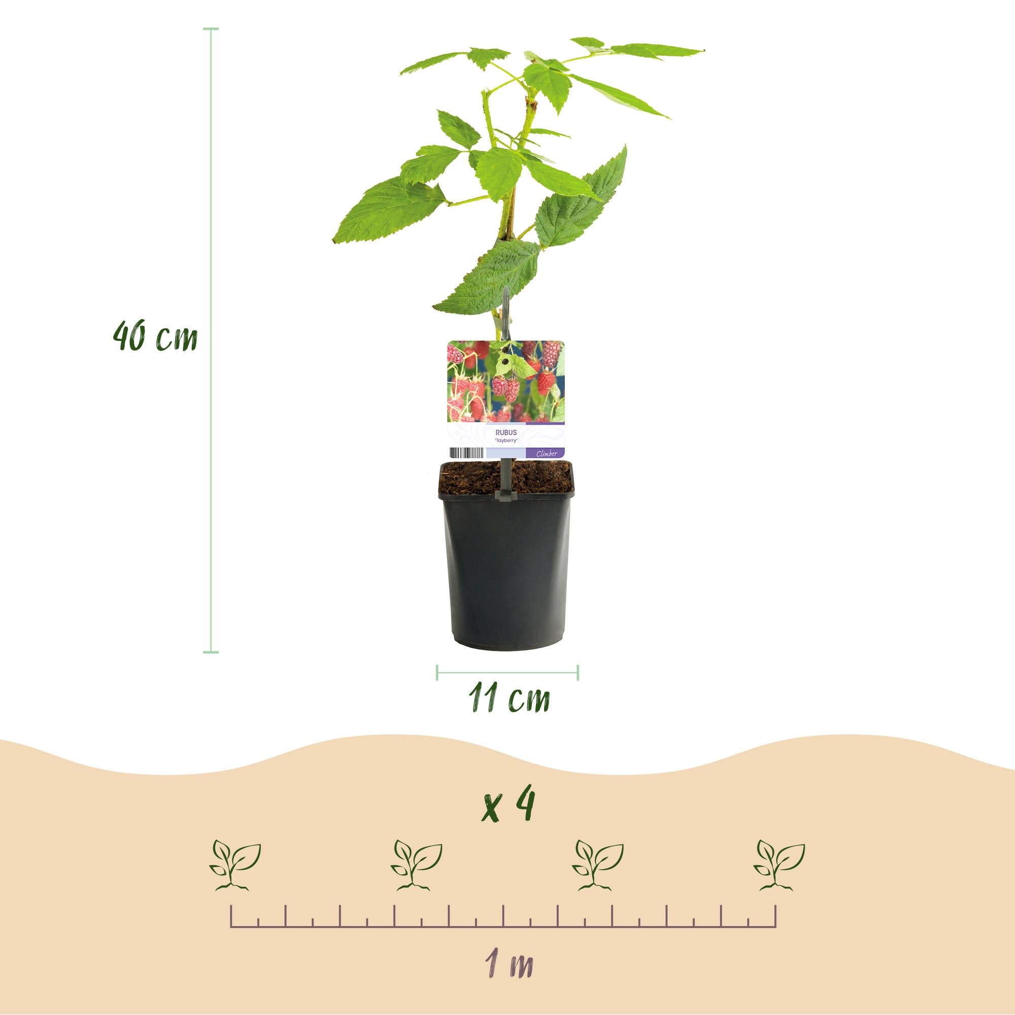 Taybes - Rubus Tayberry  - Rode Vrucht - 2 planten -  Pot 11cm Hoogte 40cm