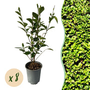 Ligustrum ovalifolium - blad groen - 8 planten - 1 strekkende meter - groenblijvend - pot 9cm hoogte 35-40cm