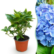 Hydrangea macrophylla Blauw - Hortensia - Winterhard - Blauw - 1 Plant - Pot 12cm - Hoogte Hoogte 20-30cm