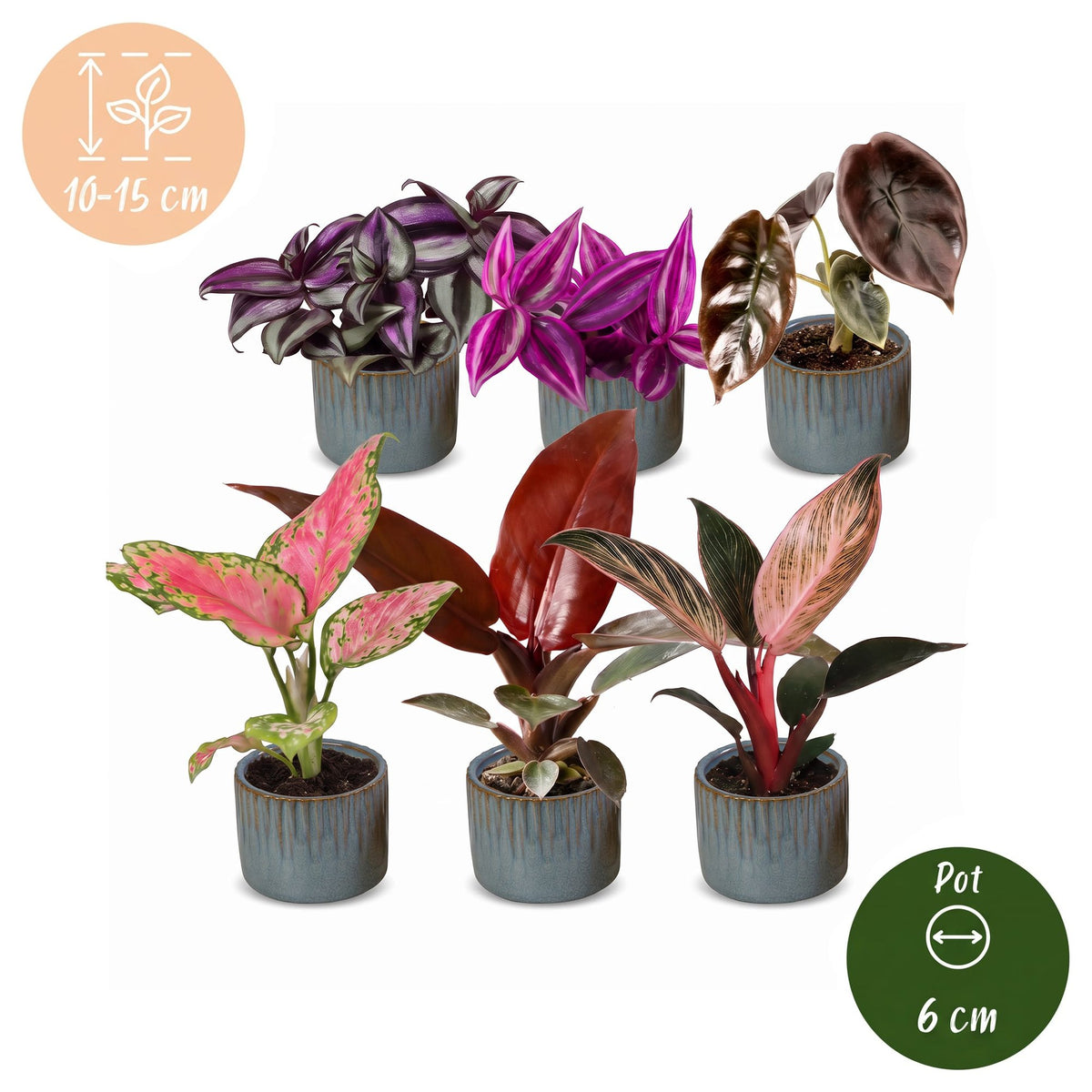 Baby Planten Paradise Mix - Diversen 6x - Tropisch - incl. Linnea Misty Blue - Ø6cm - ↕10-15cm