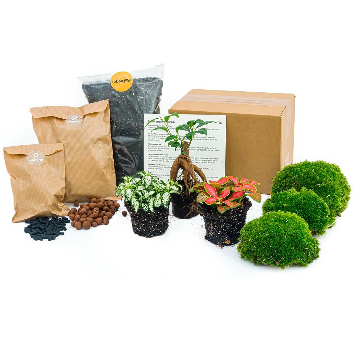 Plant terrarium kit - Ficus Ginseng bonsai - Refill & Starter kit - DIY