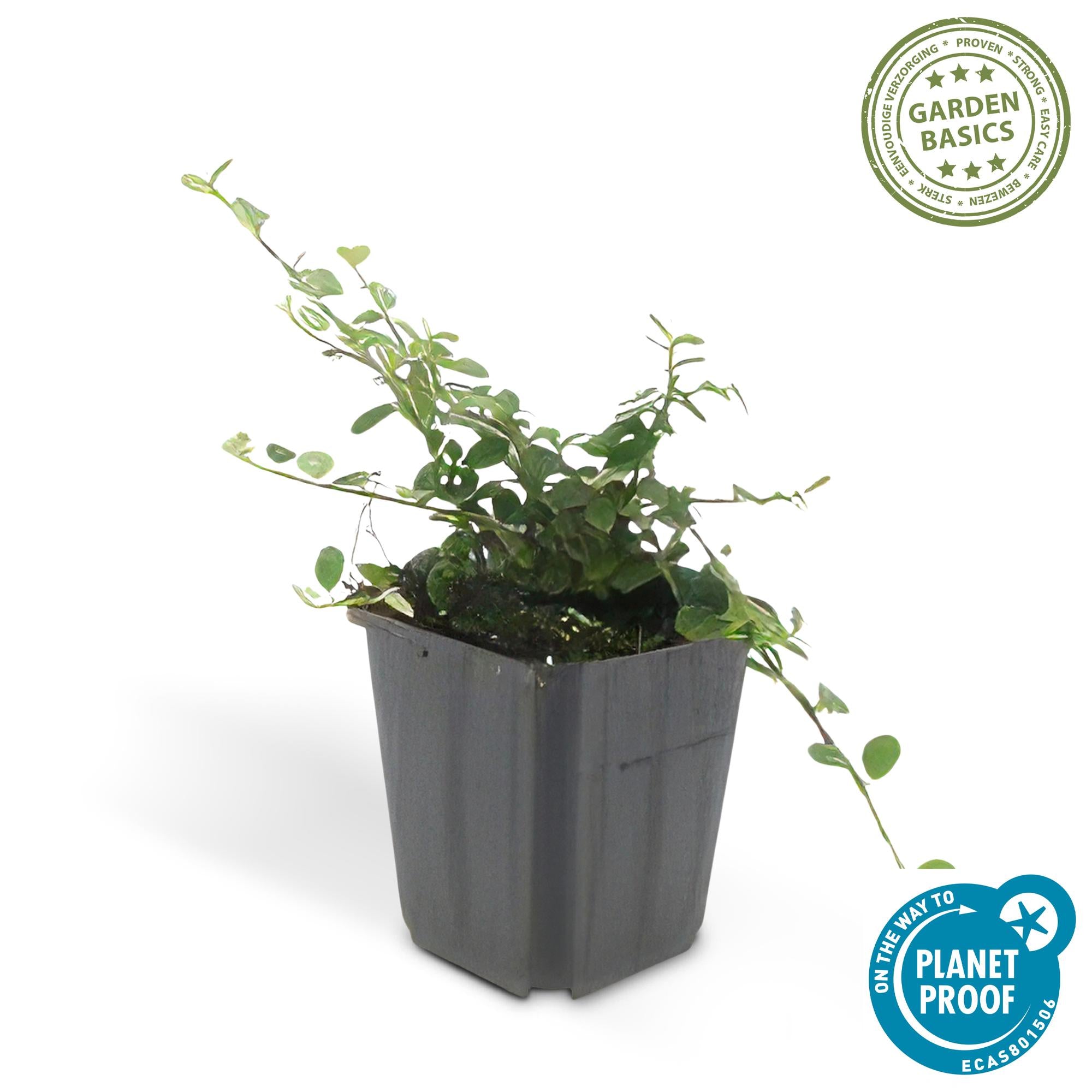 Cotoneaster pr. 'Queen of Carpets' - ↕10-25cm - Ø9cm 1x