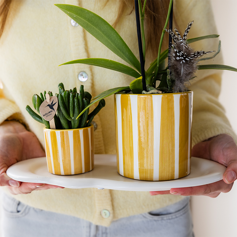 Kolibri-Orchideen | Gelbe Phalaenopsis-Orchidee – Albenga + Painted Stripe, gelber Topf – Topfgröße Ø 9 cm | Blühende Zimmerpflanze – frisch vom Züchter