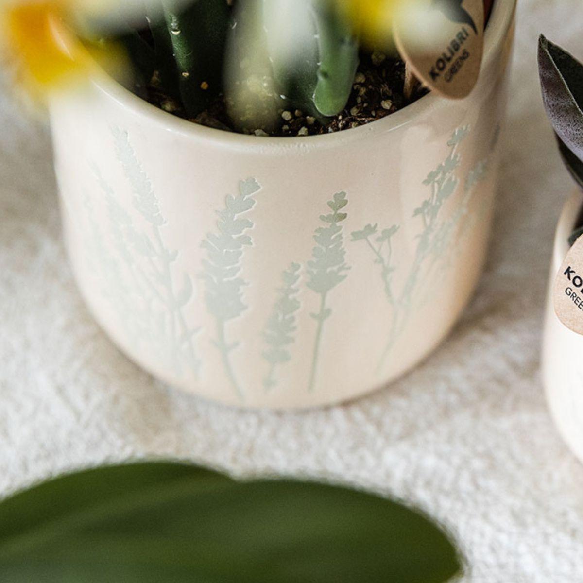 Kolibri-Orchideen | Gelbe Albenga-Orchidee + dekorativer Blumentopf hellblau - Topfgröße Ø9cm | blühende Zimmerpflanze - frisch vom Züchter