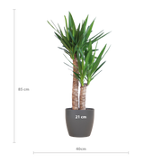 Yucca Elephantipes met Viber zwart - 90cm - Ø21