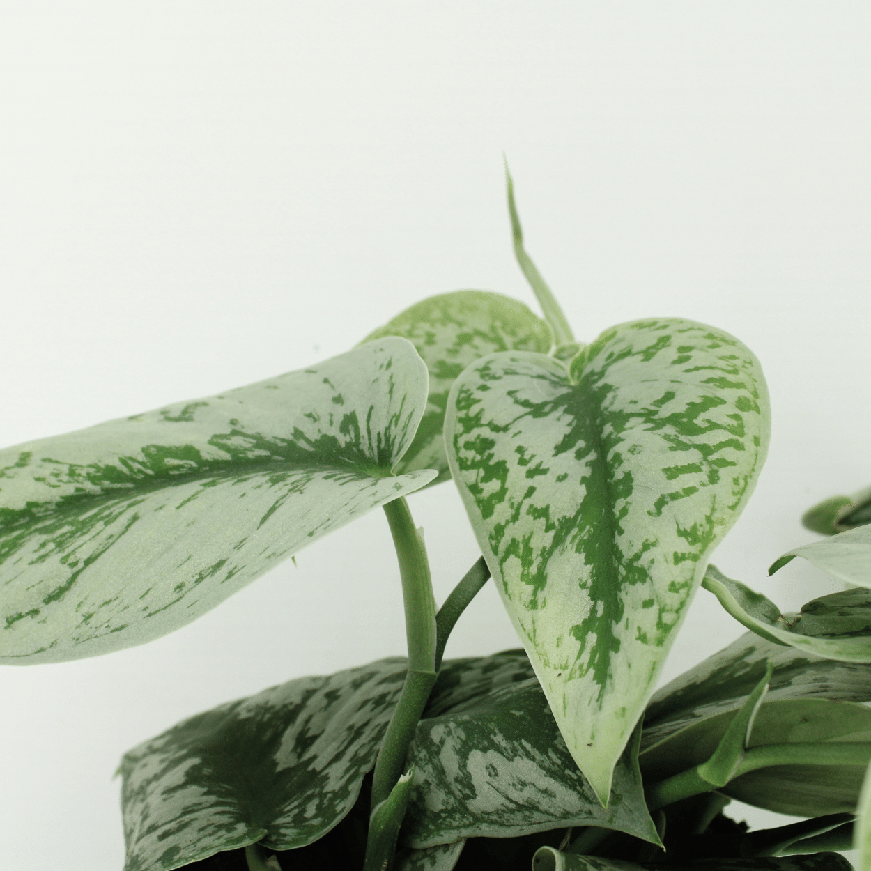 Scindapsus Pictus Trebie (Epipremnum) - 2 pezzi - Ø15cm - ↕25cm