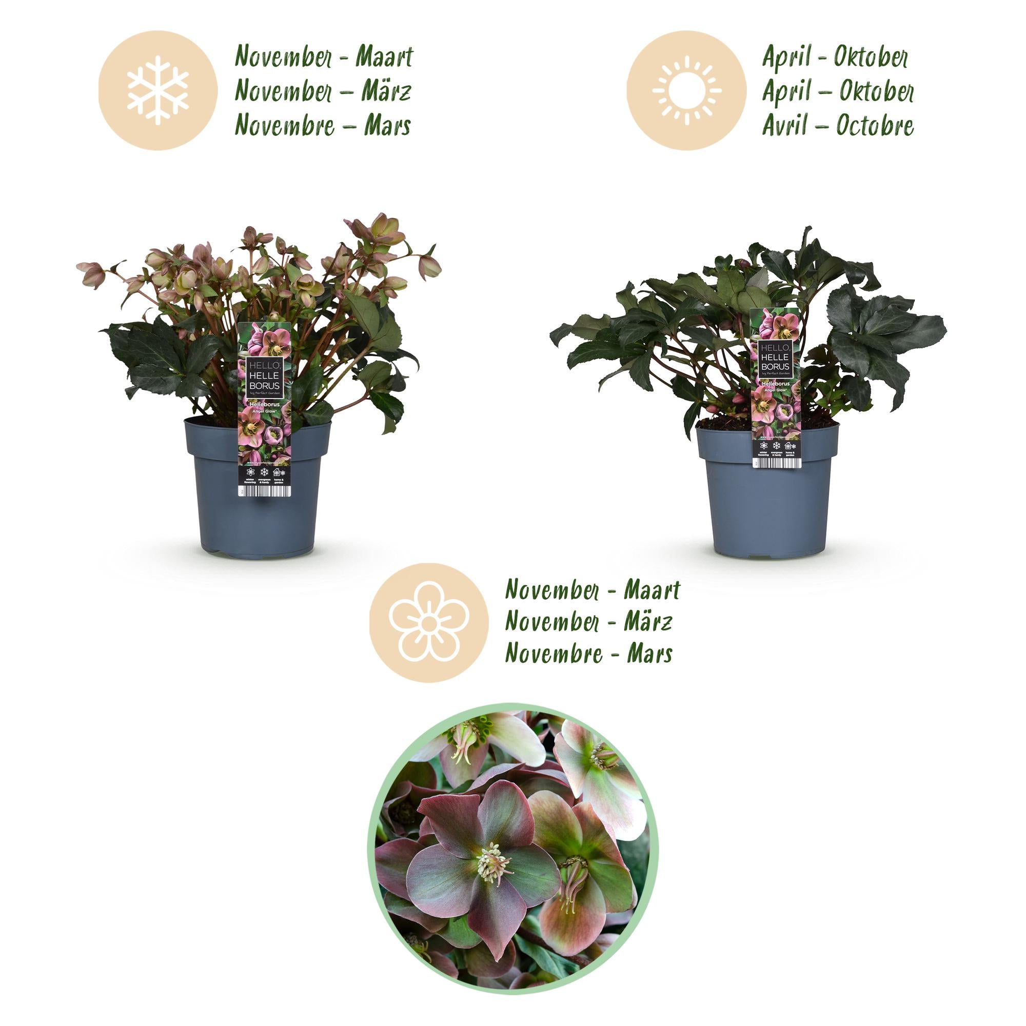 Lenten Rose -  Helleborus Angels Glow - Roze Bloem - Groenblijvend - Pot 19cm Hoogte 50cm