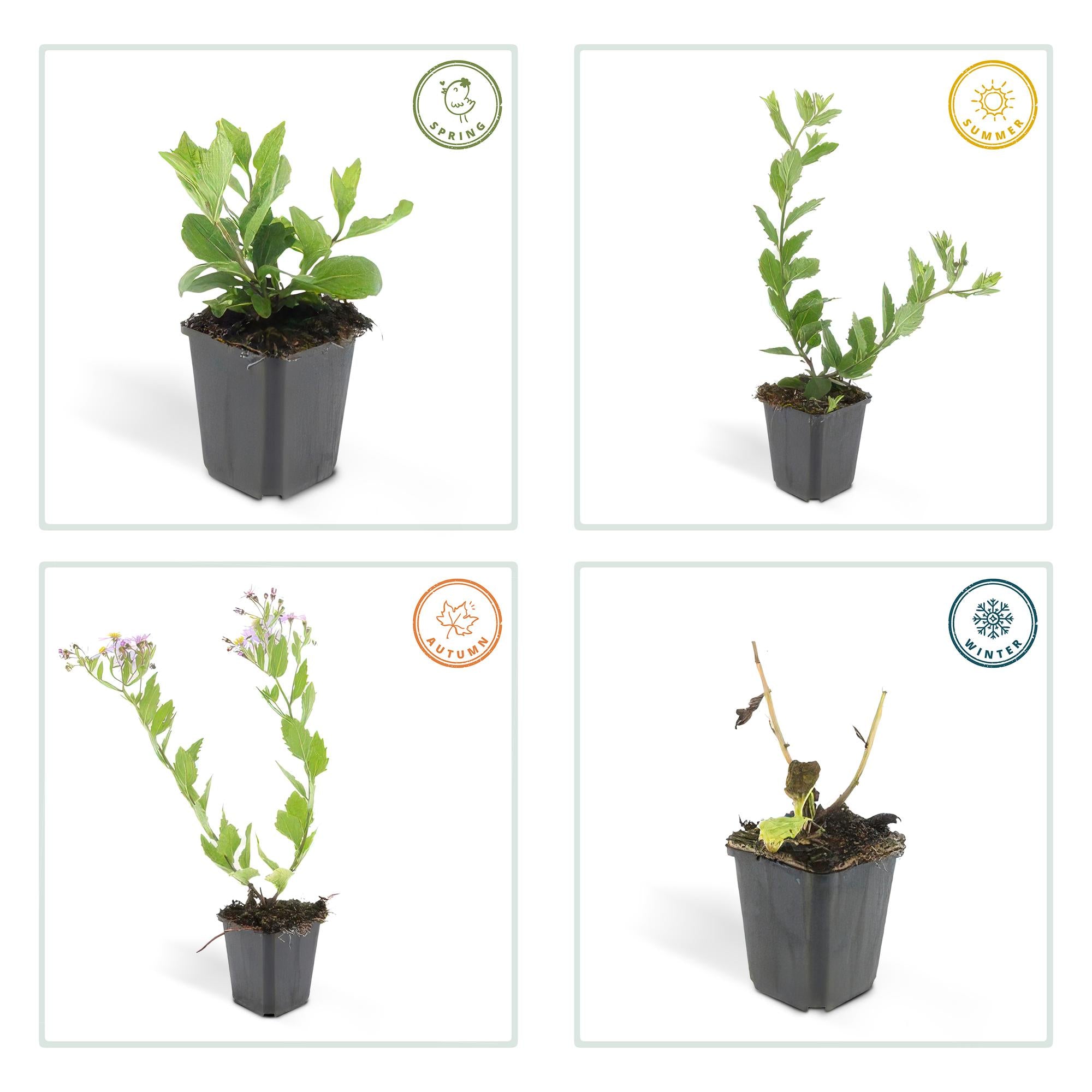 6x Aster ageratides 'Asran' - ↕10-25cm - Ø9cm