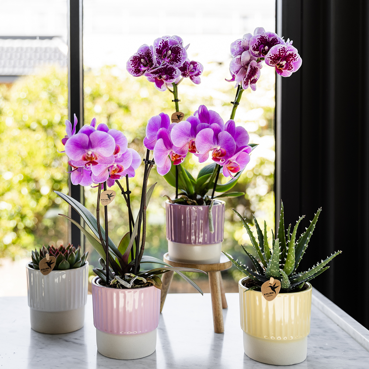 Kolibri Orchids | Lila-rosa Phalaenopsis-Orchidee, Topfgröße Ø9cm | Frederikstad | blühende Zimmerpflanze - frisch vom Züchter