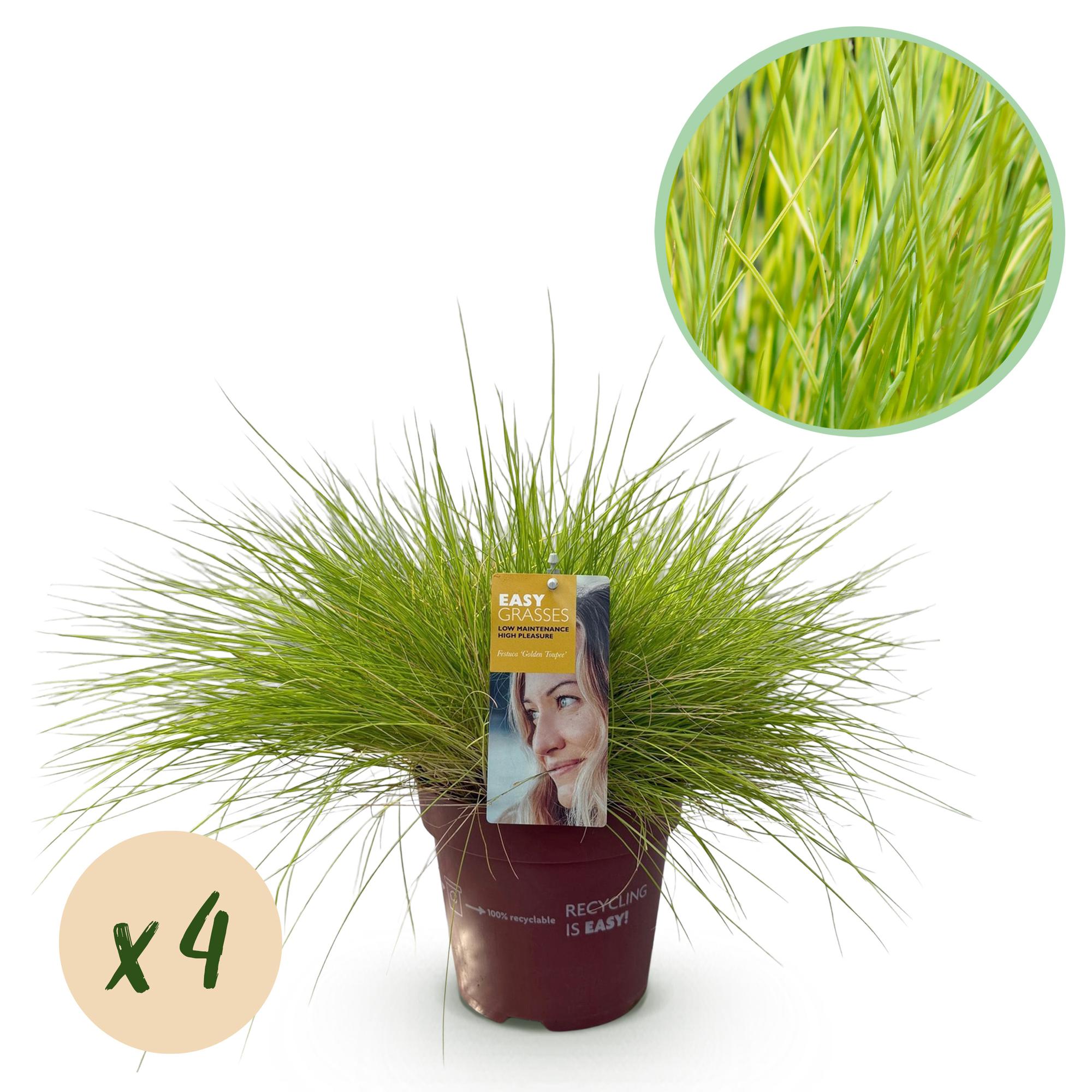 Festuca glauca Golden Toupee - Geel - 4 Planten - Bladhoudend - Weinig Onderhoud - Pot 17cm Hoogte 50cm