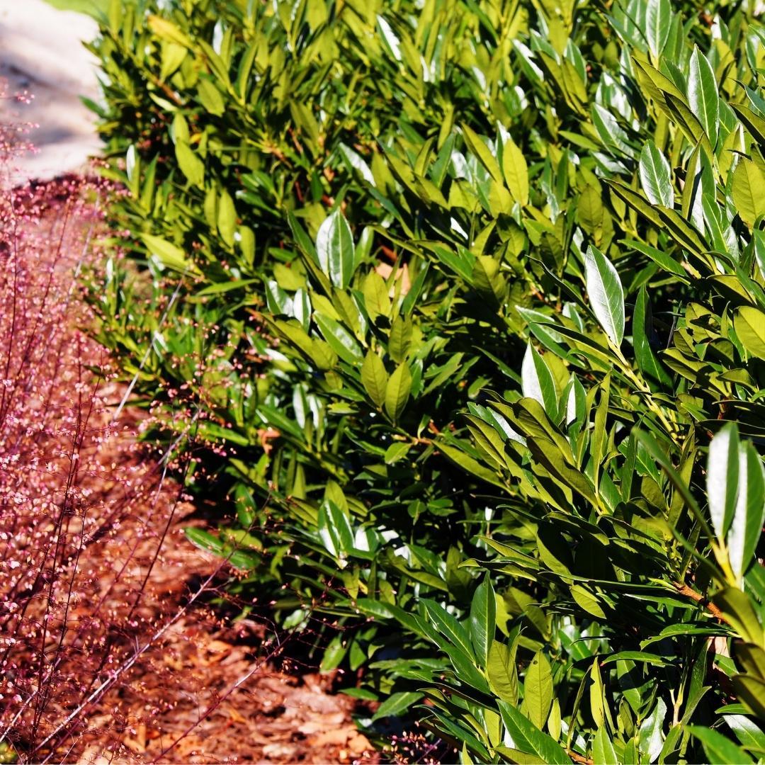 Obelisco de laurel grande para seto de 10 metros | - 15L - 20x | ↨ 125-150 cm