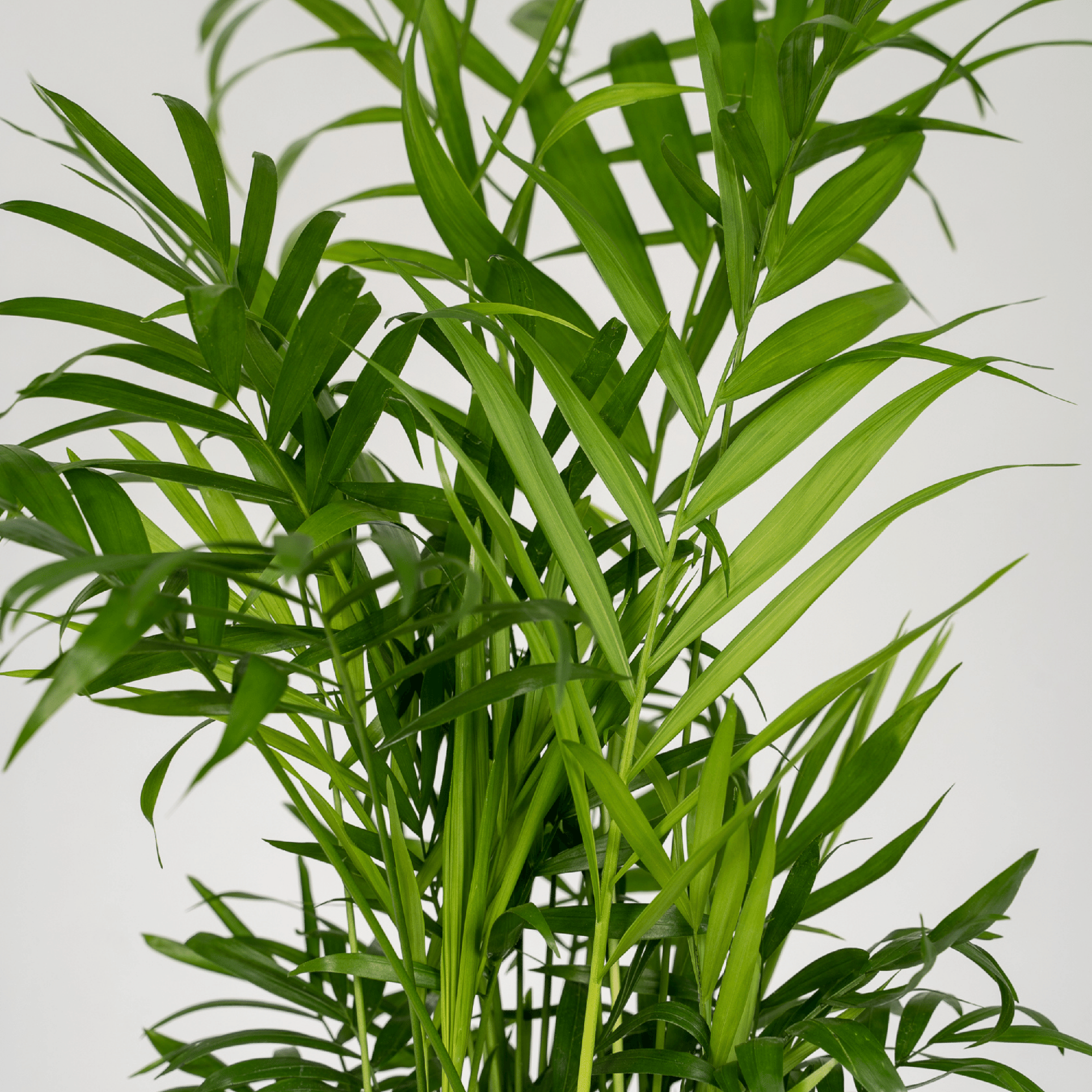 Chamaedorea Elegans (Mexican Mountain Palm) - 2 pieces - Ø12cm - ↕40cm