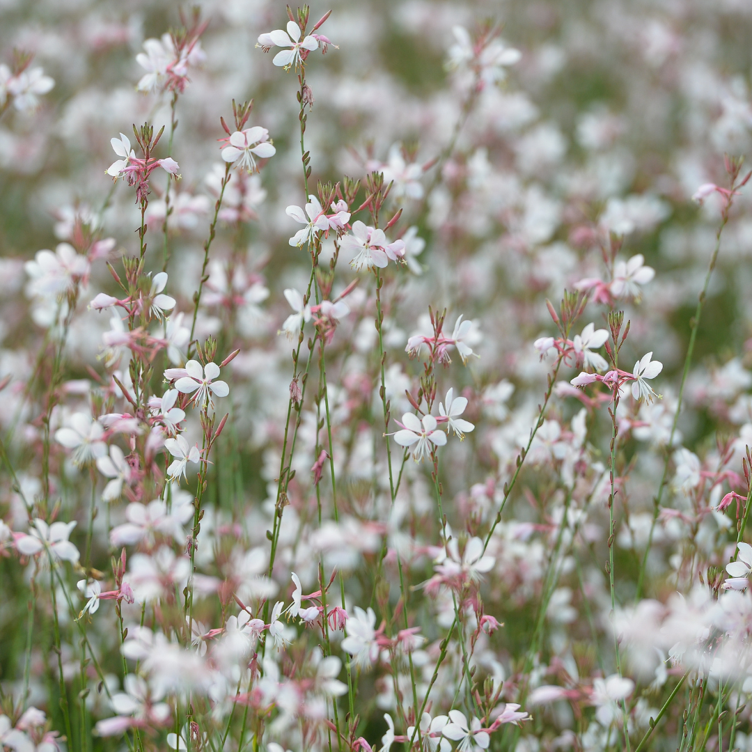 6x Gaura lindheimeri - ↕10-25cm - Ø9cm