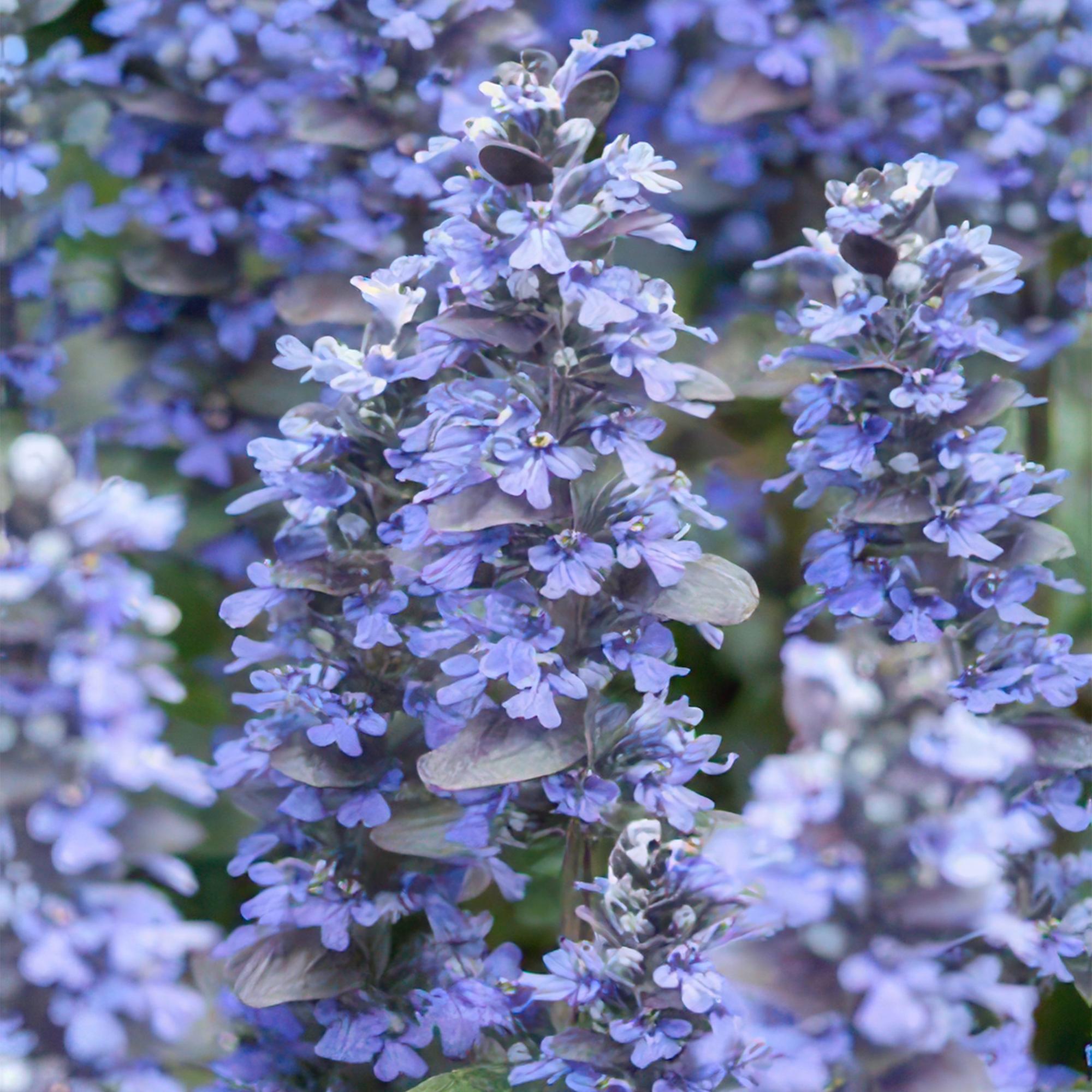 12x reptan Ajuga - ↕10-25 cm - Ø9 cm