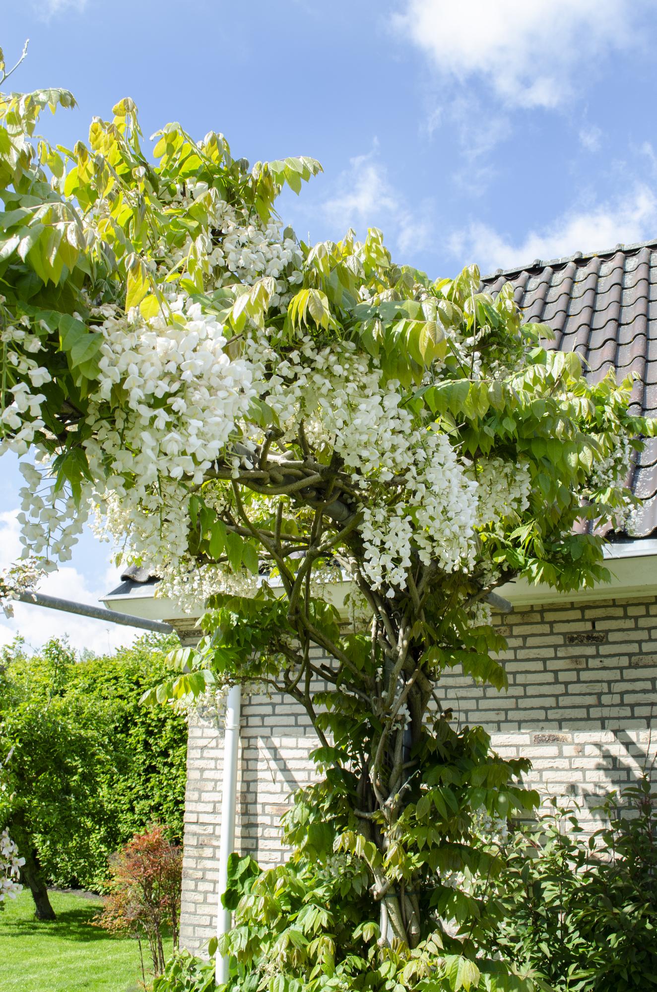 Wisteria floribunda Alba - Pioggia bianca - Ø15cm - ↕65cm