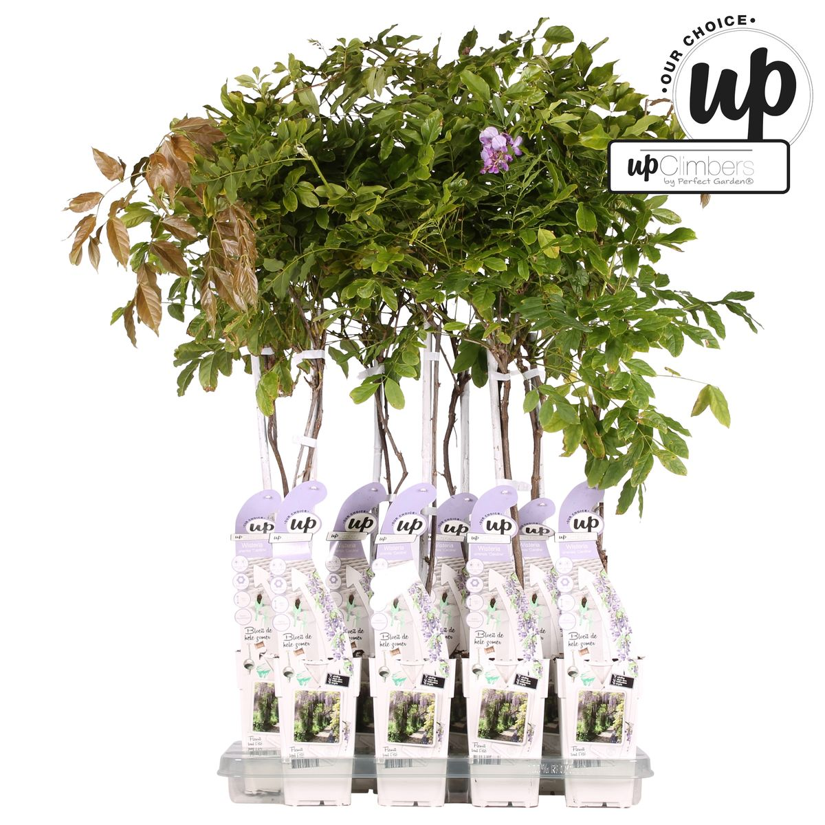 Glicina sinensis Caroline - Purple Rain - Ø15cm - ↕65cm