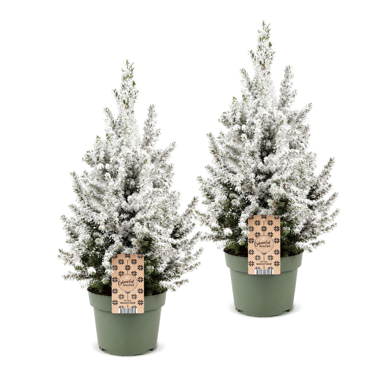 Picea glauca Conica - 2x Kegelspar - Groen - Wit - Kerstboom - Ø19cm - ↕65cm
