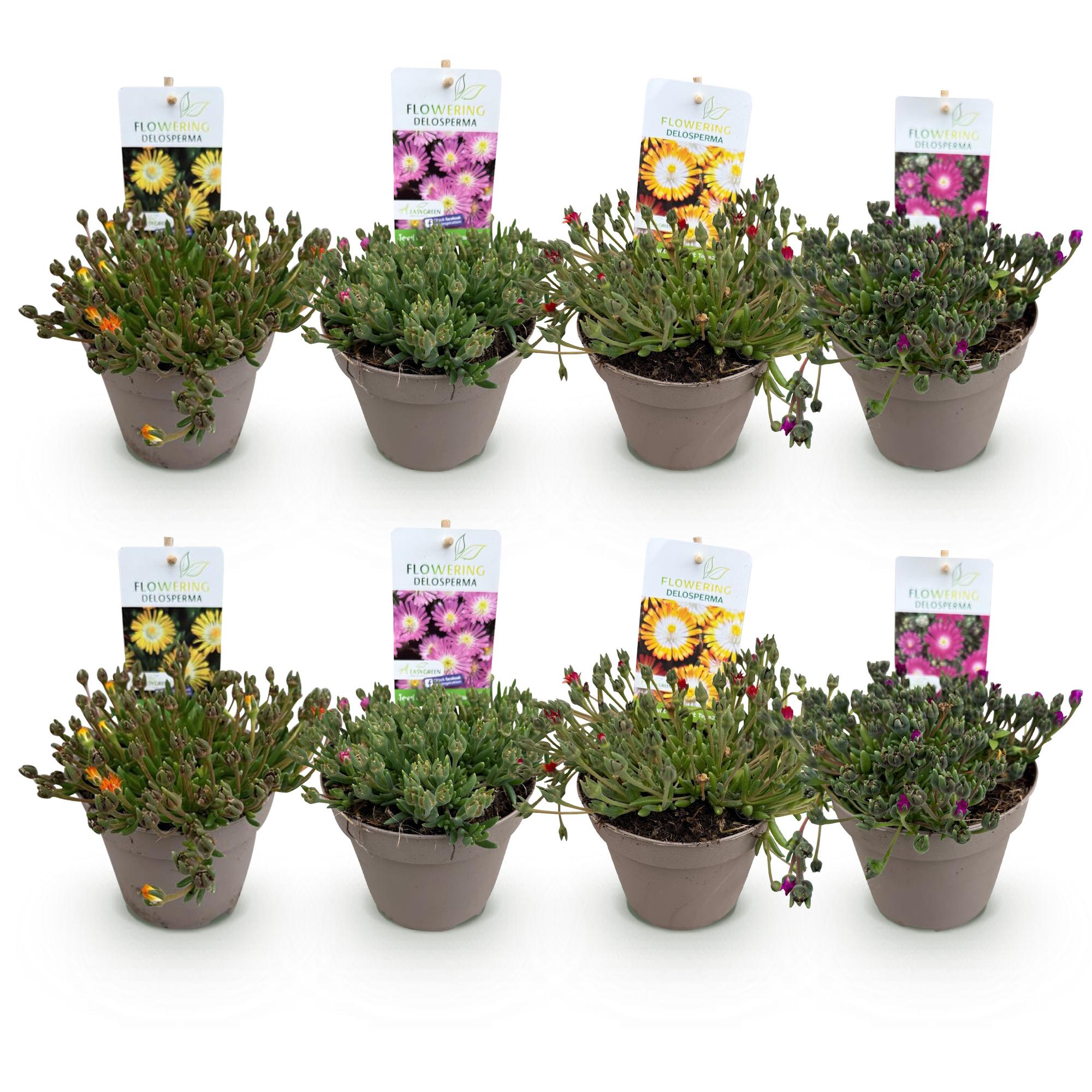 Green boutiQ - Coprisuolo - Resistente all'inverno - Delosperma Jewel of Dessert - 8 piante - Colori: rosso, arancione, viola, rosa - Bassa manutenzione - Vaso 14, altezza 17