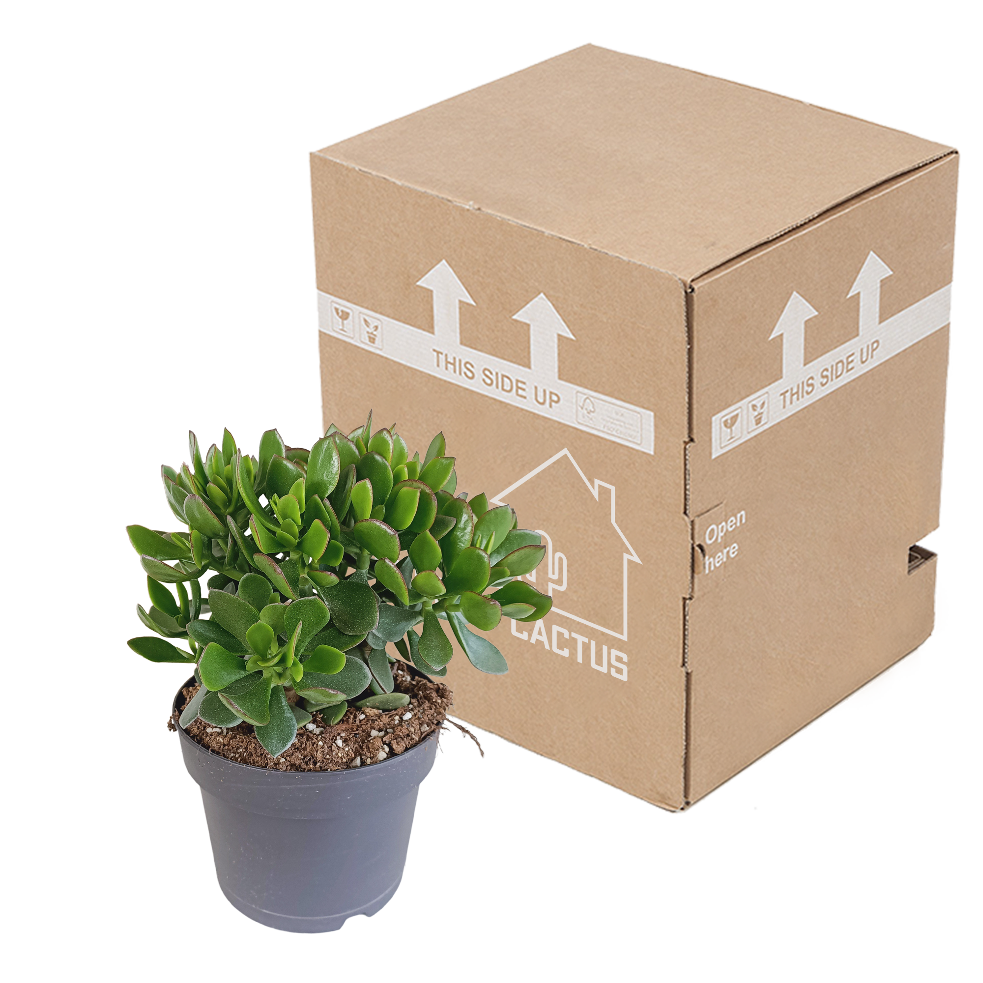 Crassula minova 17cm