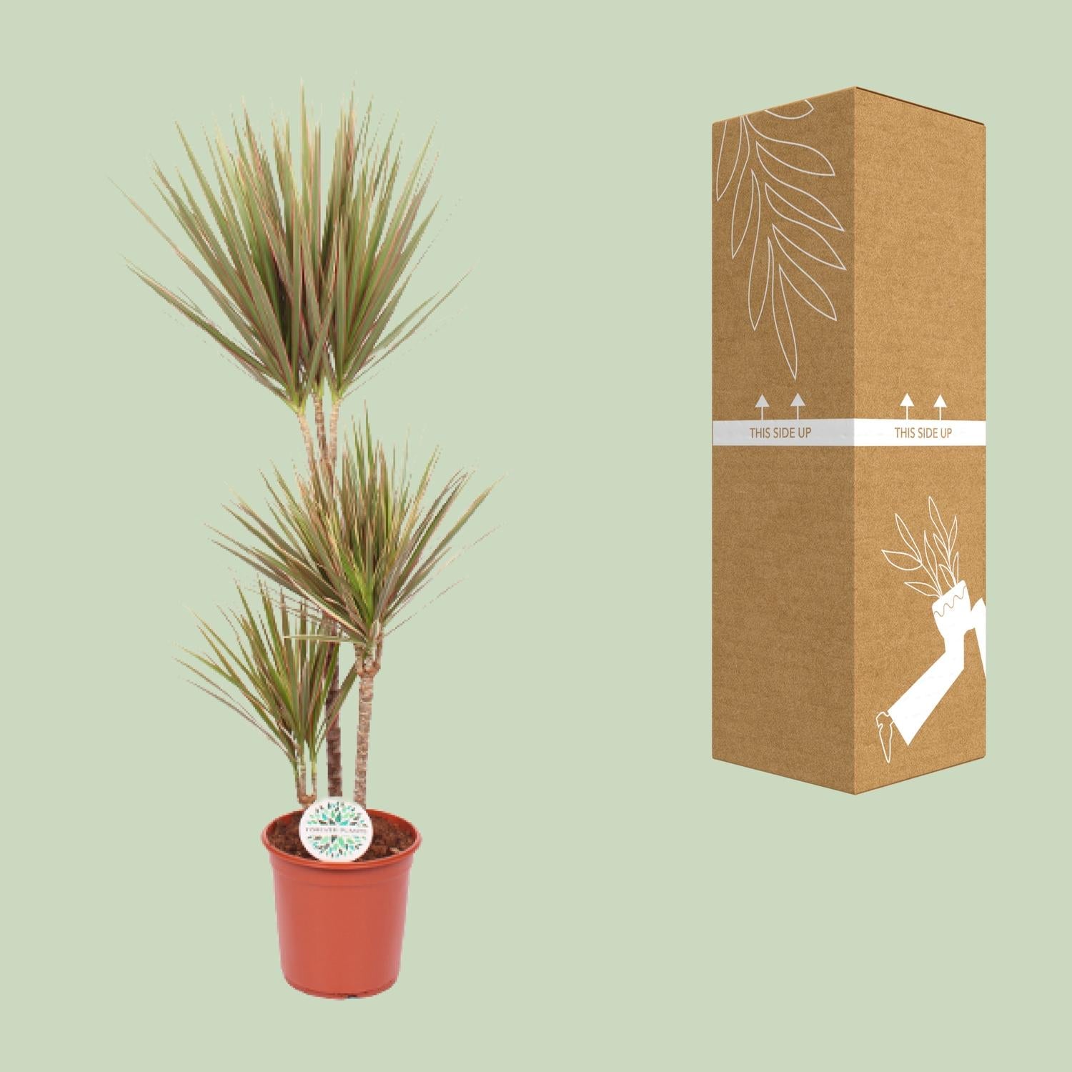 Zweifarbige Dracaena - Ø 24 cm - ↕ 115 cm