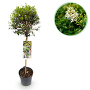 Ligustrum delavayanum - Terras Plant - Bladhoudend - Winterhard - Groen Blad - Pot 19cm Hoogte 90cm