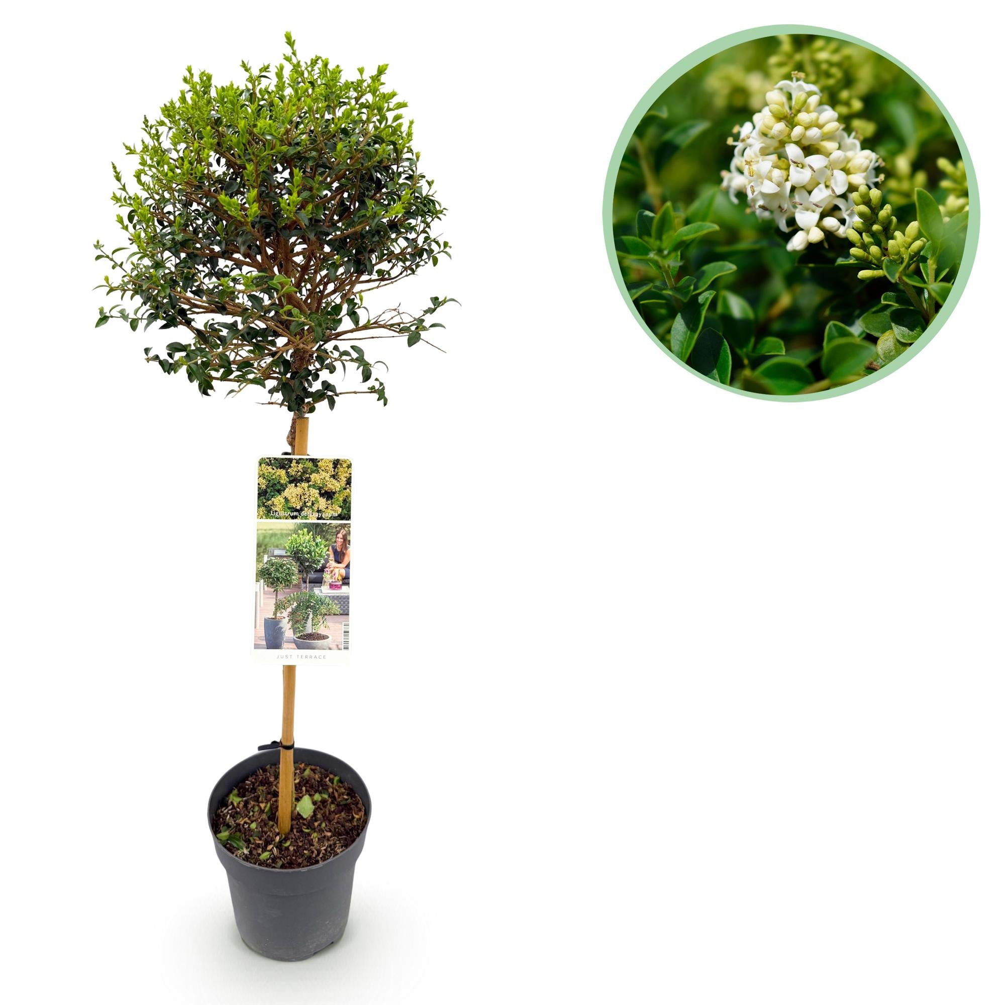 Ligustrum delavayanum - Terras Plant - Bladhoudend - Winterhard - Groen Blad - Pot 19cm Hoogte 90cm