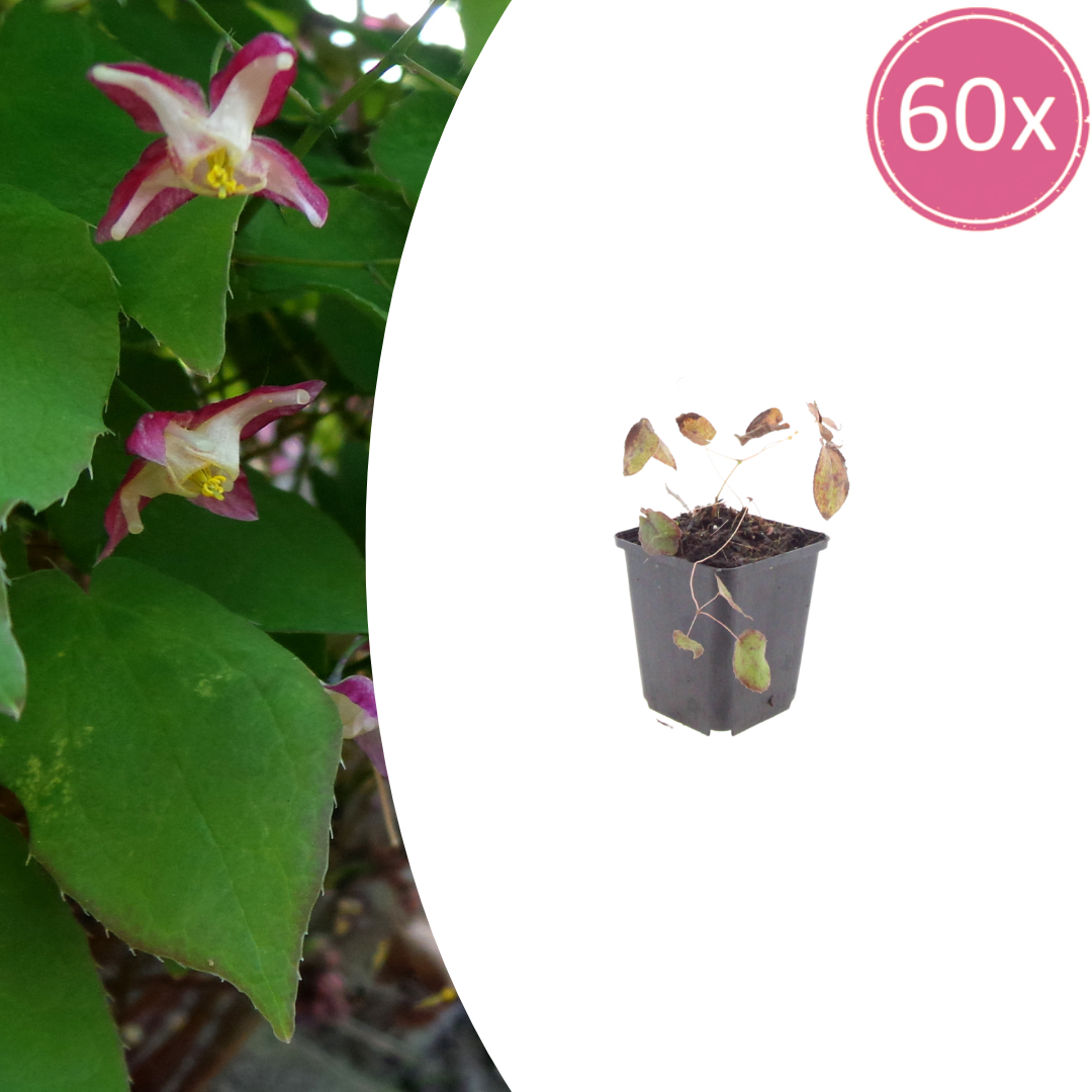 60x Epimedium rubrum - ↕10-25cm - Ø9cm