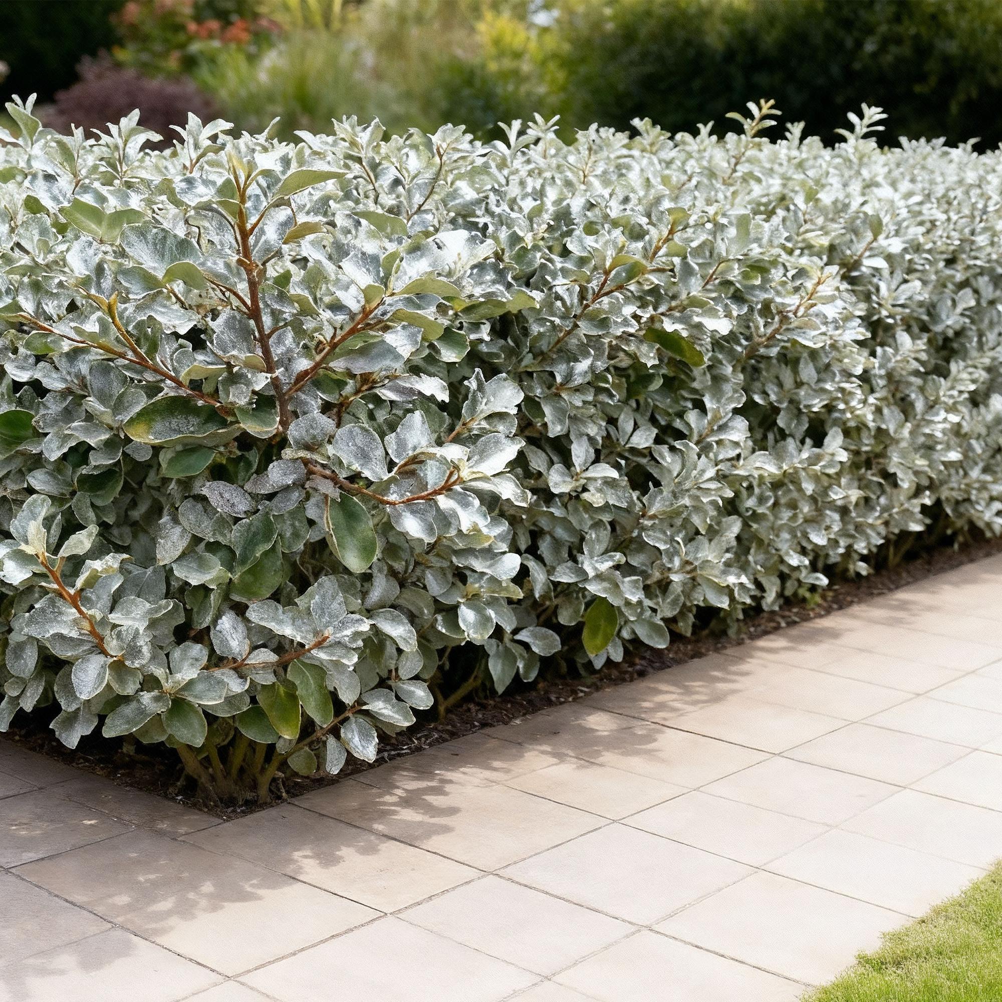 Eleagnus ebbingei Compacta - Blad Grijs - 8 Planten - 1 Strekkende Meter - Groenblijvend - Pot 9cm Hoogte 30-35cm