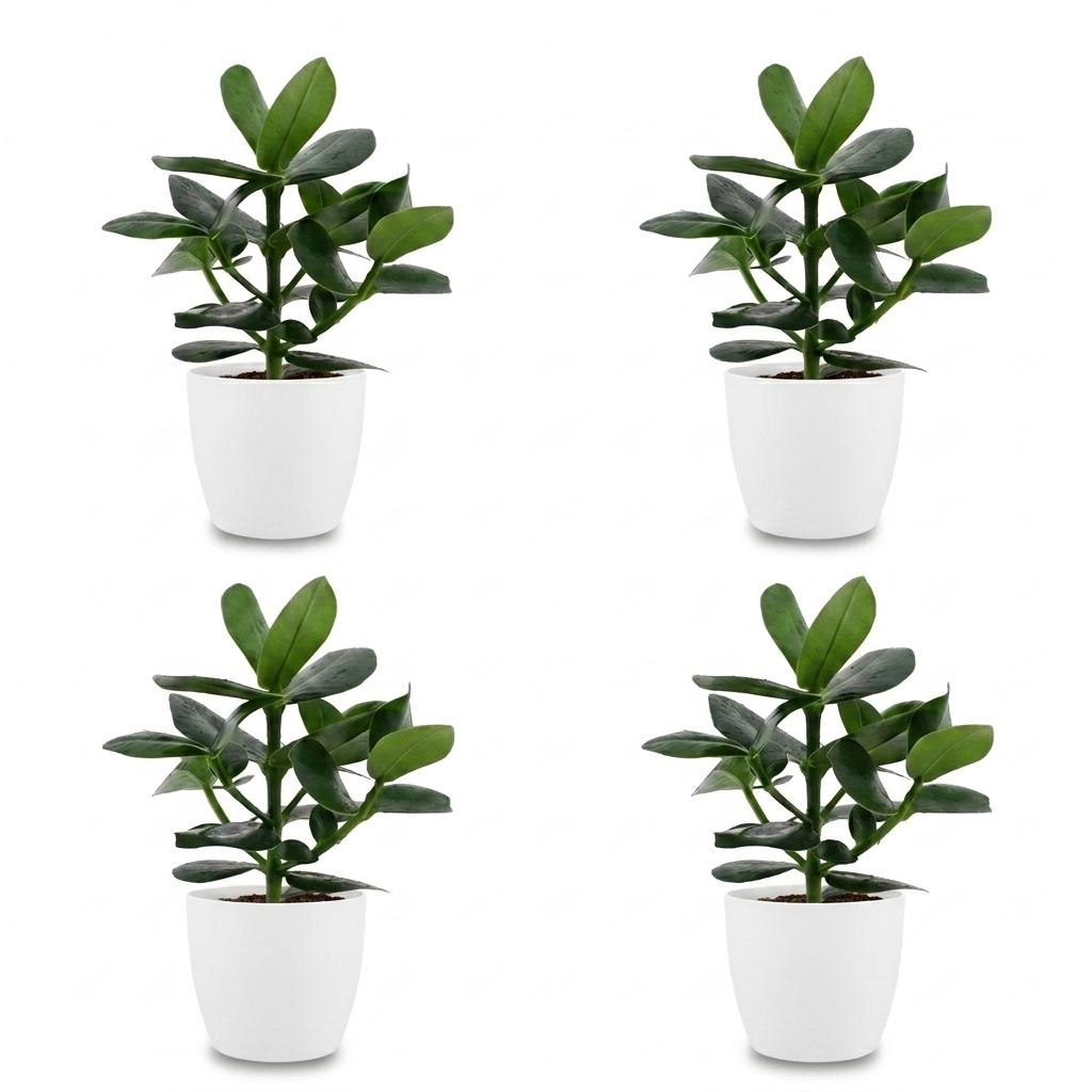 Clusia Princess - Clusia - 4x - met Potter Wit - Pot 12cm - Hoogte - 40cm