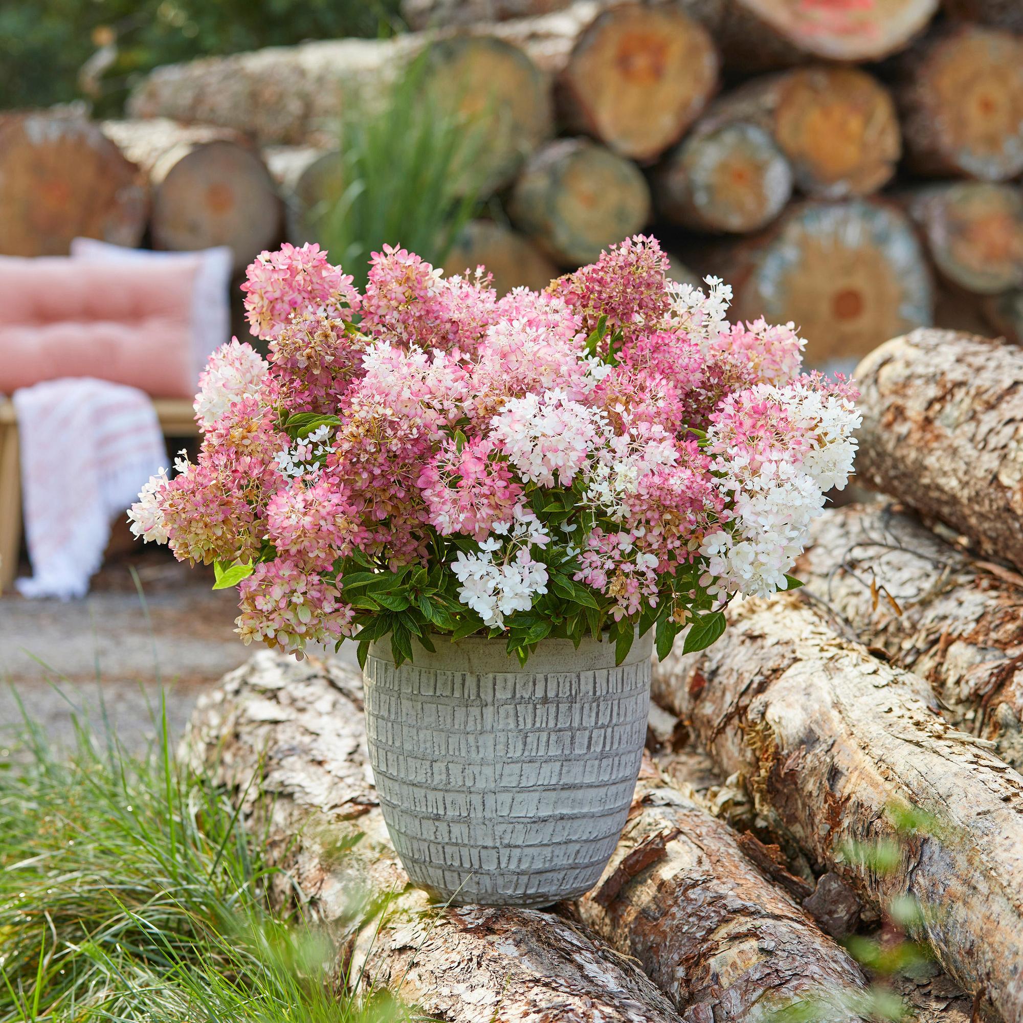 Hydrangea panniculata Groundbreaker Blush - Pluimhortensia - Winterhard - Roze - 2 Planten - Pot 14cm - Hoogte 20-25cm