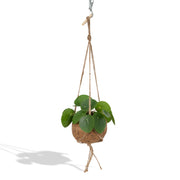 Kokodama Pilea Peperomiodes - Ø15см - ↕20см