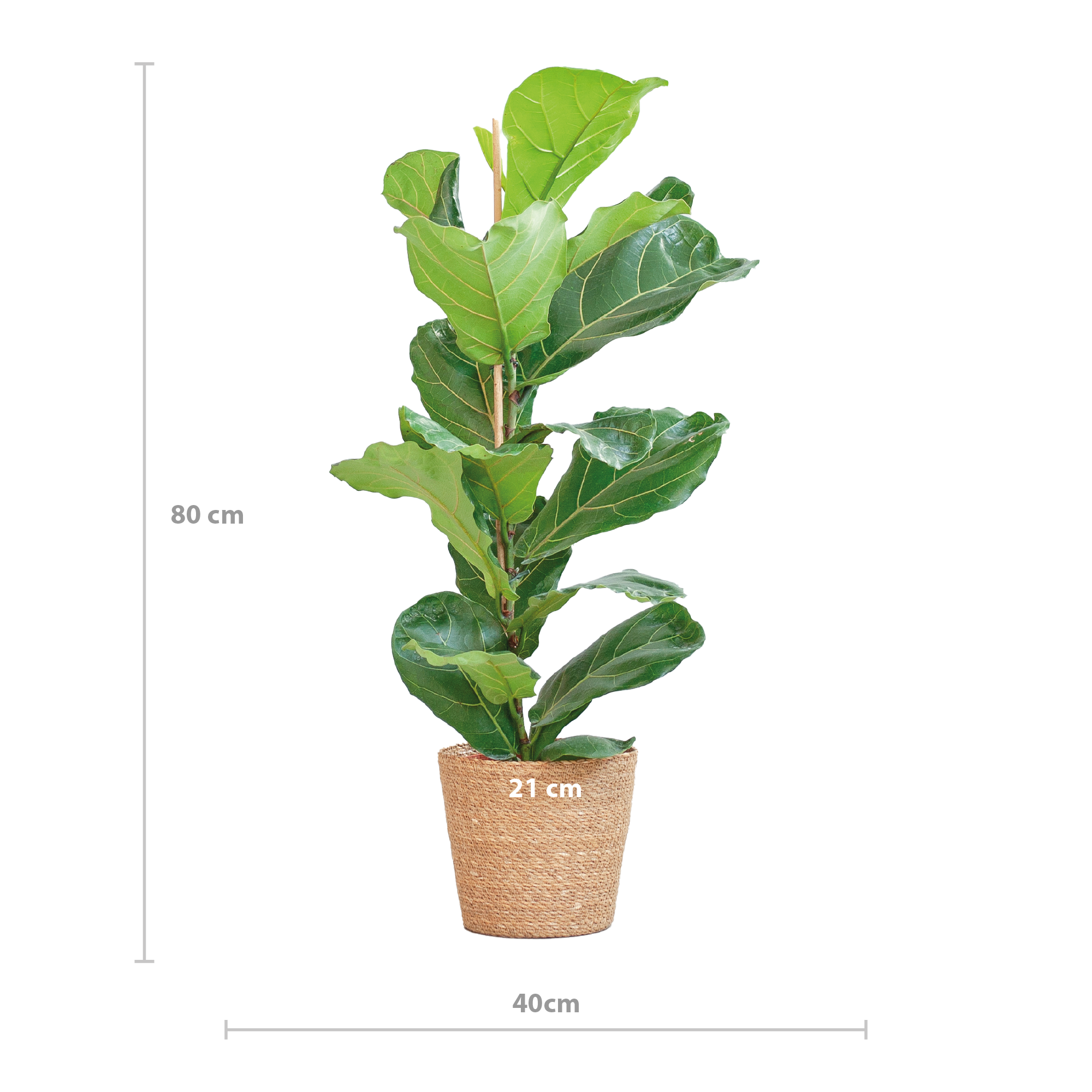 Ficus Lyrata met Mand Sofia naturel - 80cm - Ø21