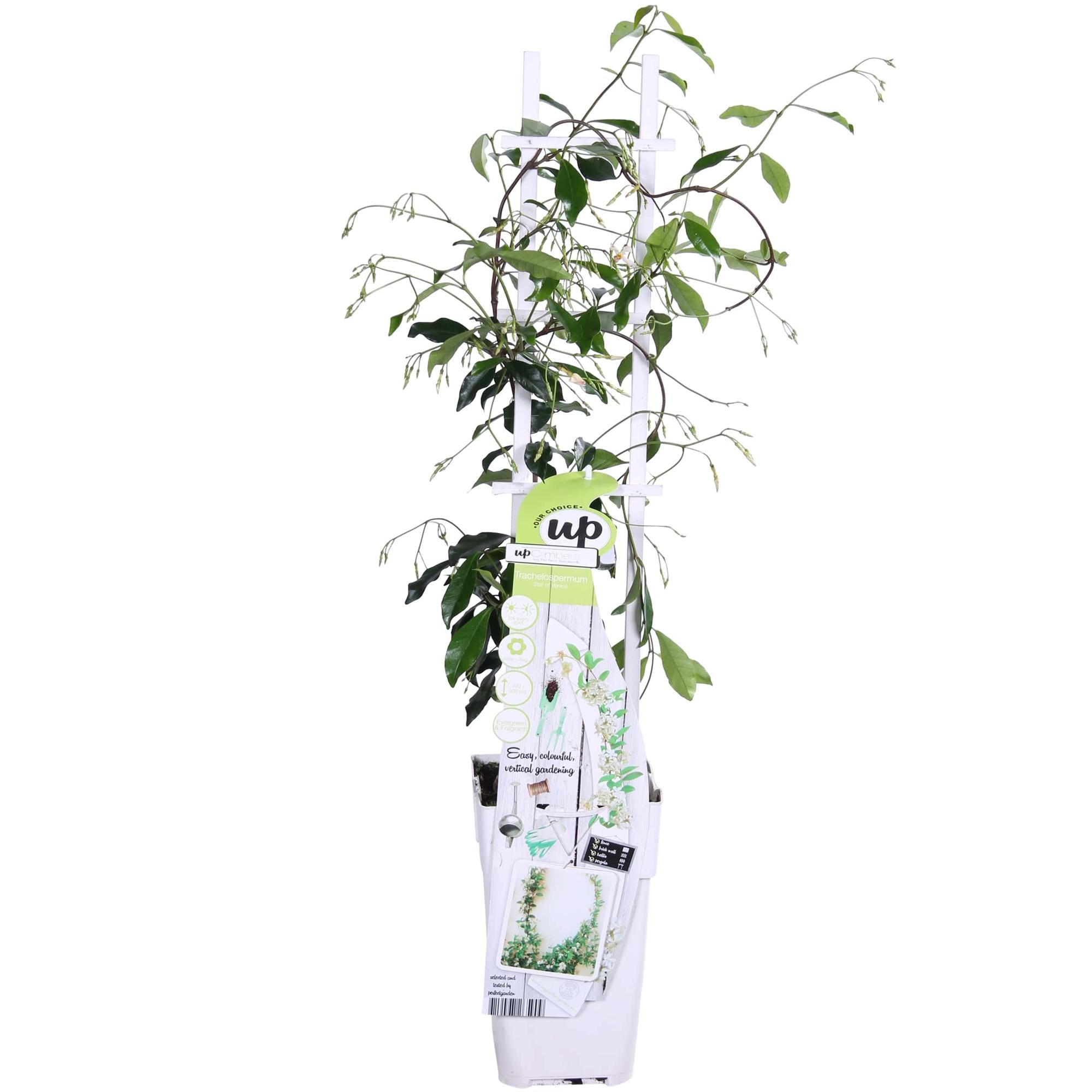 Trachelospermum 'Estrella de Venecia' - Jazmín blanco toscano - Ø15 cm - ↕65 cm