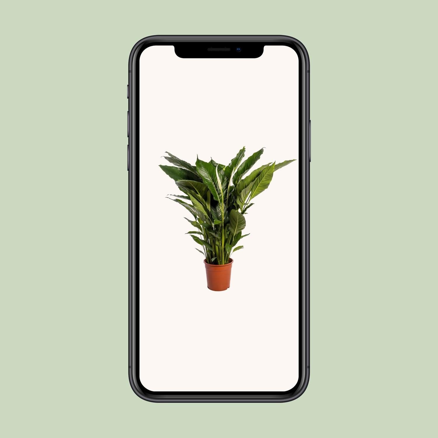 Spathiphyllum Dolce Sebastiano - Ø24cm - ↕110cm
