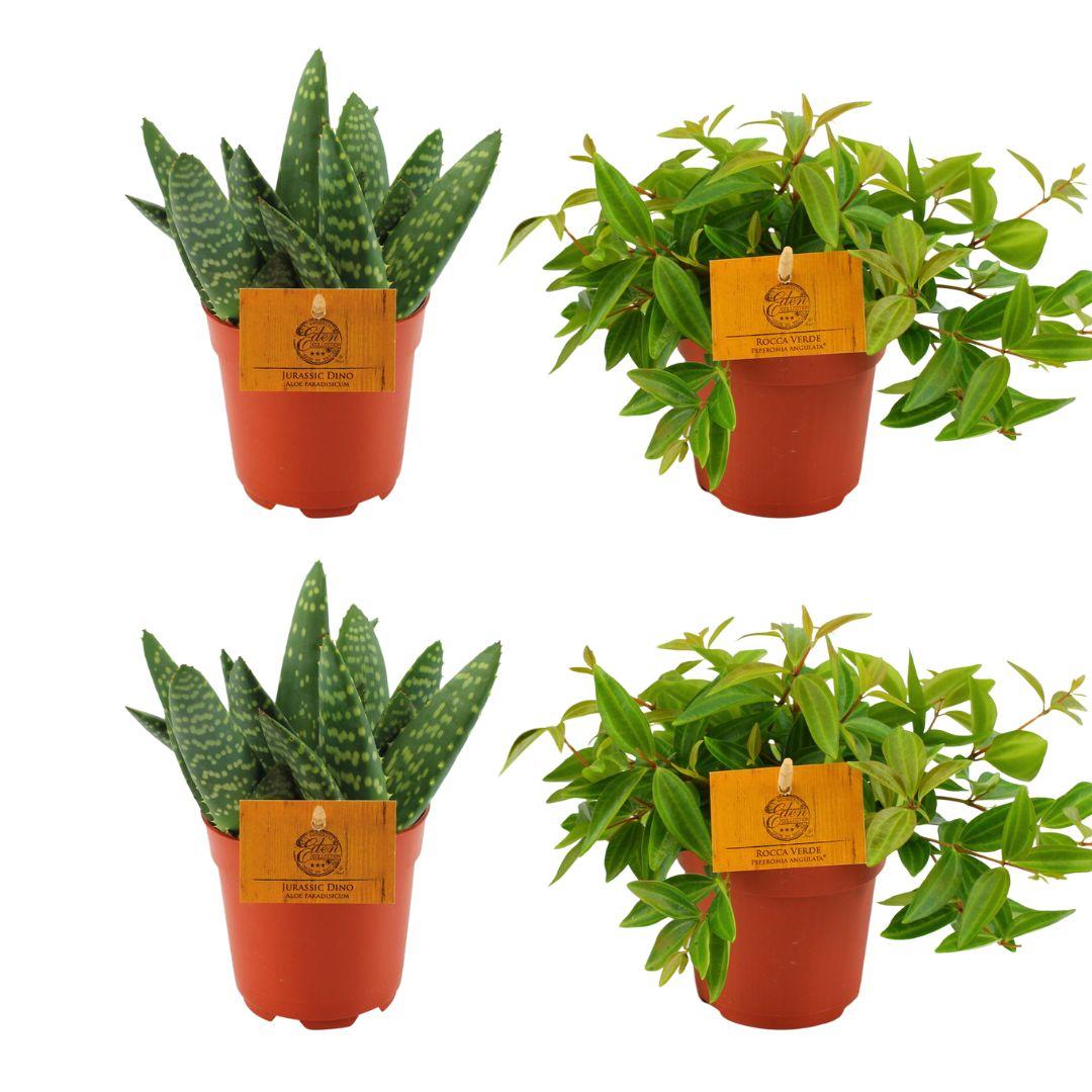 2x Aloe paradisicum + 2x Peperomia angulans rocca vivace - 4 Stück - Ø 10,5 cm - ↕ 10 cm