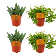 2x Aloe paradisicum + 2x Peperomia angulans rocca vivace - 4 Stück - Ø 10,5 cm - ↕ 10 cm