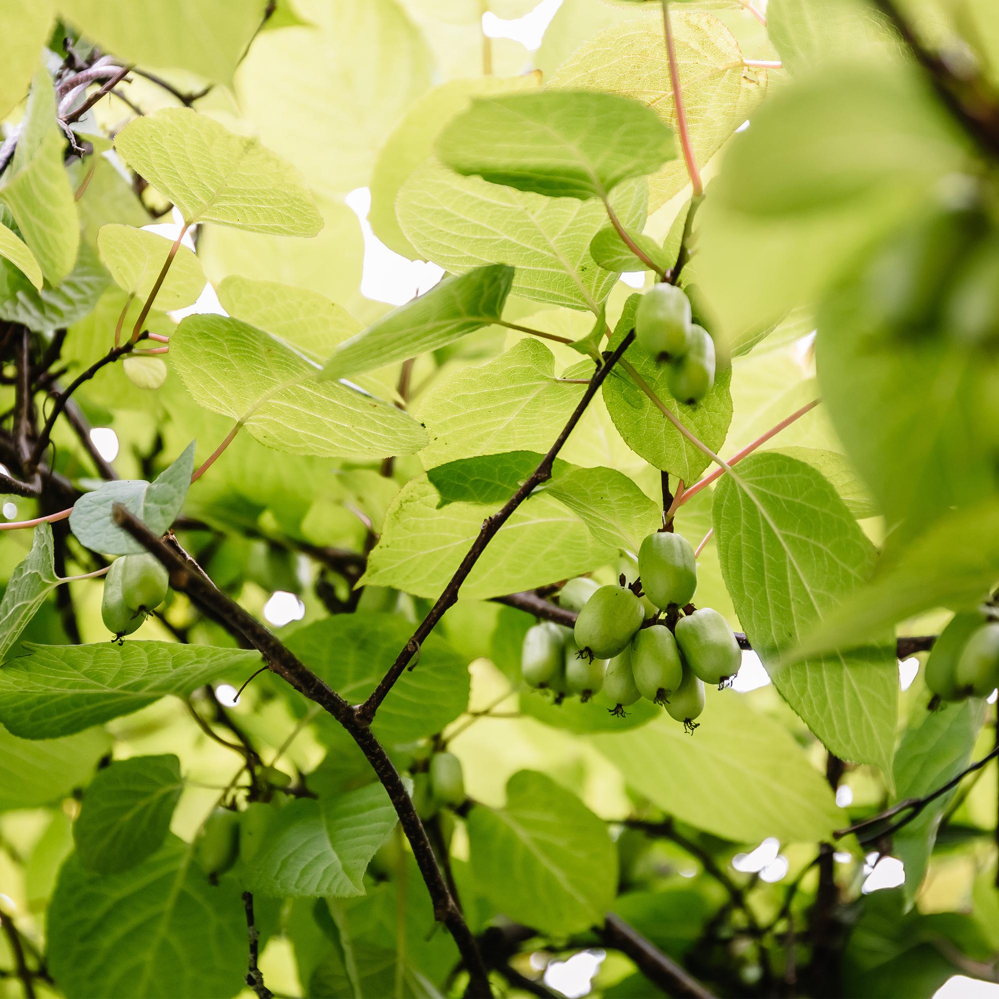 Kiwi - Actinidia arguta Issai - Groene Vrucht - 2 planten -  Pot 11cm Hoogte 40cm