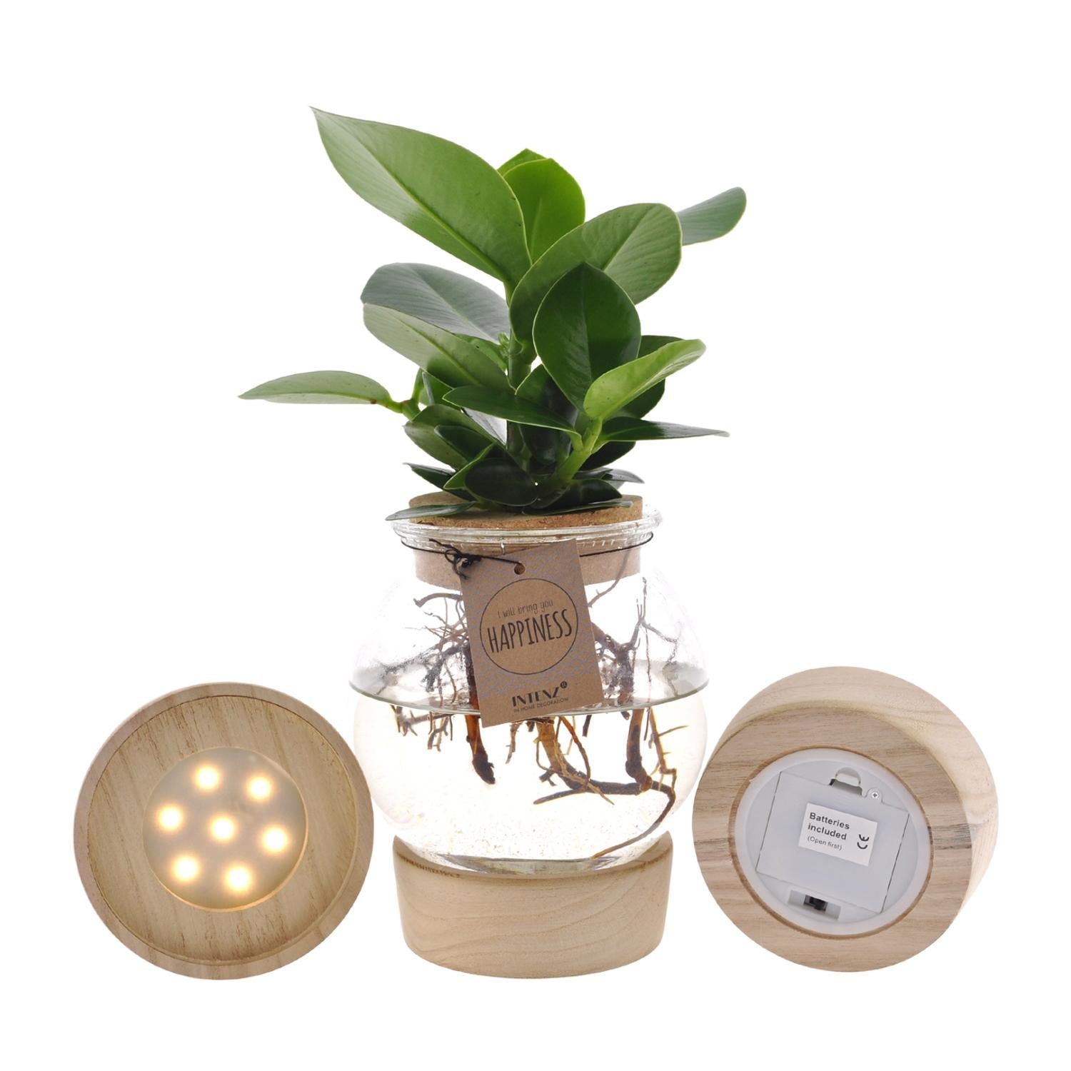 Clusia en verre convexe + bouchon en liège clic + LED - Ø12cm - ↕30cm