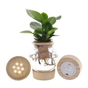 Clusia en verre convexe + bouchon en liège clic + LED - Ø12cm - ↕30cm